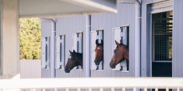 Copy of Amenities - Boxes (Freedman)