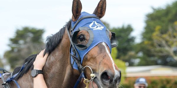 Top Calibre after winning the Hygain Nutrikey 4YO+ Maiden Plate at Bairnsdale Racecourse on October 14, 2024 in Bairnsdale, Australia. (Ross Holburt/Racing Photos)